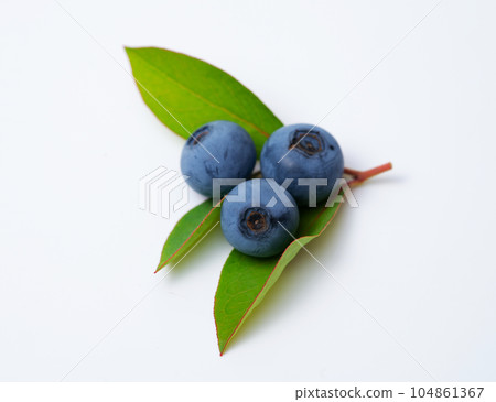 藍莓果實和葉子 104861367