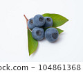 blueberry fruit and leaves 104861368