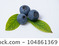 blueberry fruit and leaves 104861369