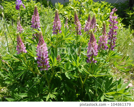 Pink Lupinas Pink Lupinas 104861379