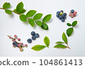 blueberry fruit and leaves 104861413