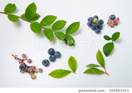 藍莓果實和葉子 104861413