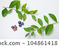 blueberry fruit and leaves 104861418