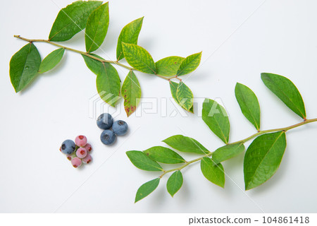 藍莓果實和葉子 藍莓果實和葉子 104861418