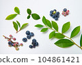 blueberry fruit and leaves 104861421