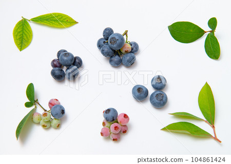 藍莓果實和葉子 藍莓果實和葉子 104861424