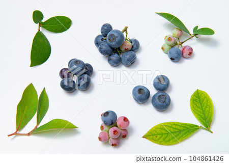 藍莓果實和葉子 104861426