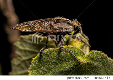 Adult Robber Fly Adult Robber Fly 104861513