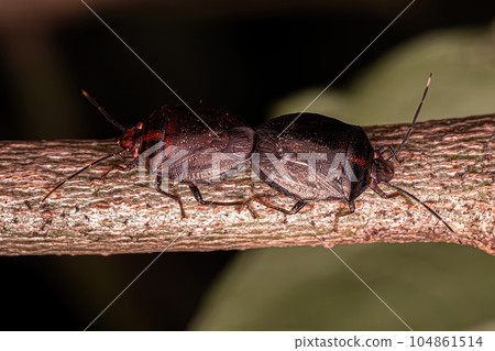 Adult Stink bugs 104861514