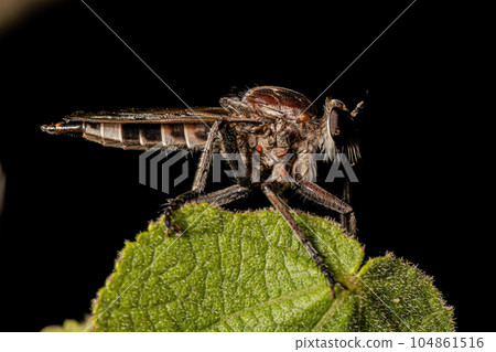 Adult Robber Fly Adult Robber Fly 104861516