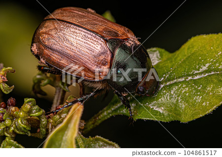 Adult Brown Scarab Adult Brown Scarab 104861517