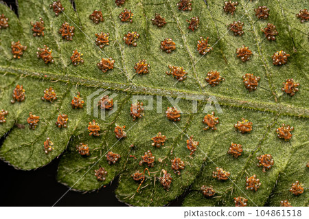 Sporangia on the leaves of a fern 104861518