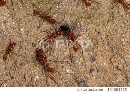 Adult Female Neivamyrmex Army Ants 104861525