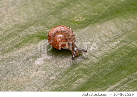 Asian Tramp Snail 104861529