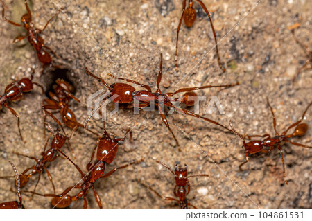 Adult Female Neivamyrmex Army Ants 104861531