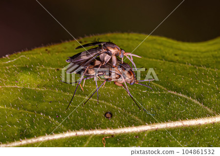 Adult Fungus Gnats 104861532