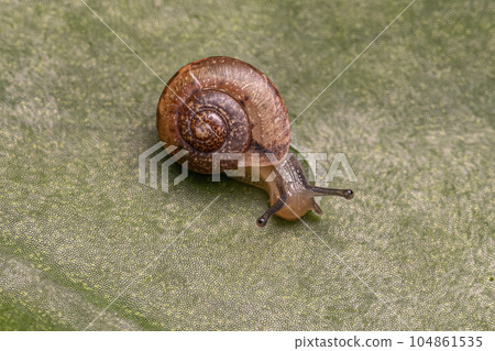 Asian Tramp Snail Asian Tramp Snail 104861535
