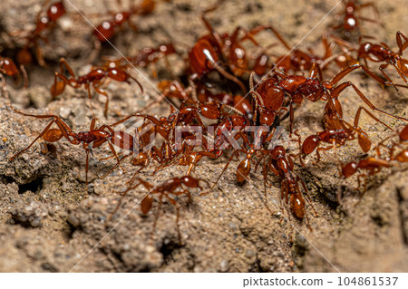 Adult Female Neivamyrmex Army Ants Adult Female Neivamyrmex Army Ants 104861537