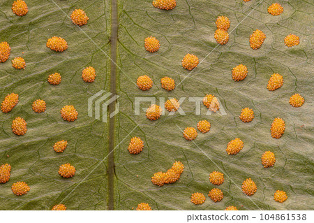 Sporangia on the leaves of a fern 104861538