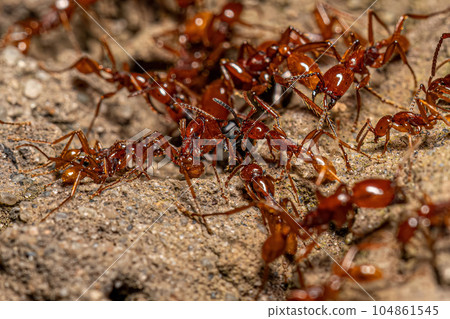 Adult Female Neivamyrmex Army Ants 104861545