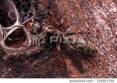 Adult Twig Queen Ant Adult Twig Queen Ant 104861546