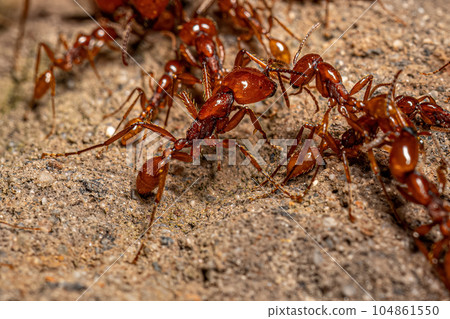 Adult Female Neivamyrmex Army Ants 104861550