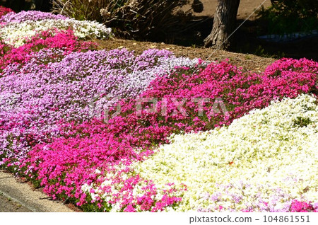 Shibazakura in full bloom 104861551