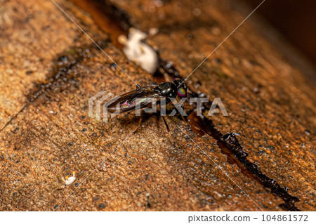 Adult Acalyptrate Fly 104861572