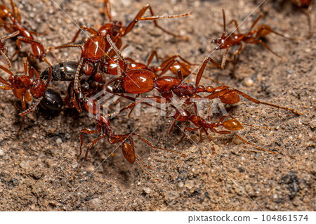 Adult Female Neivamyrmex Army Ants Adult Female Neivamyrmex Army Ants 104861574