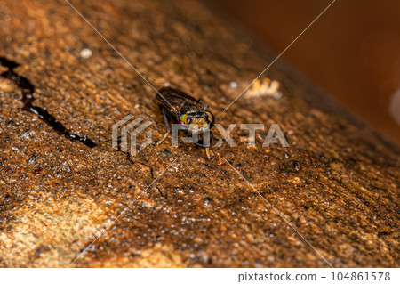 Adult Acalyptrate Fly Adult Acalyptrate Fly 104861578