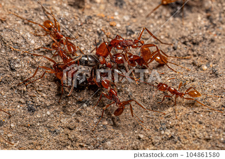 Adult Female Neivamyrmex Army Ants 104861580