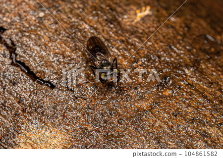 Adult Acalyptrate Fly 104861582