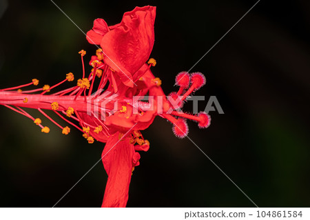 Red Hibiscuses Flower 104861584