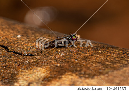 Adult Acalyptrate Fly 104861585