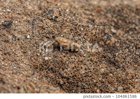 Small adult Typical Leafhopper 104861586