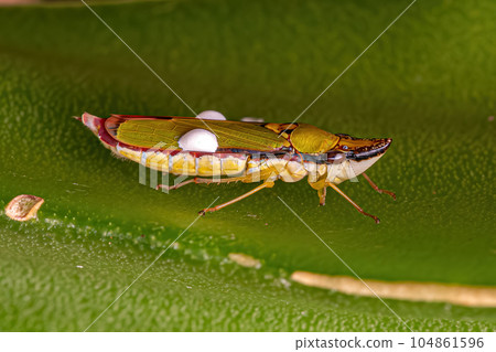 Adult Typical Leafhopper 104861596