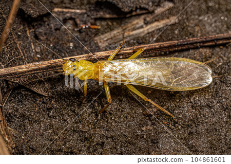 Adult Common Stonefly insect Adult Common Stonefly insect 104861601