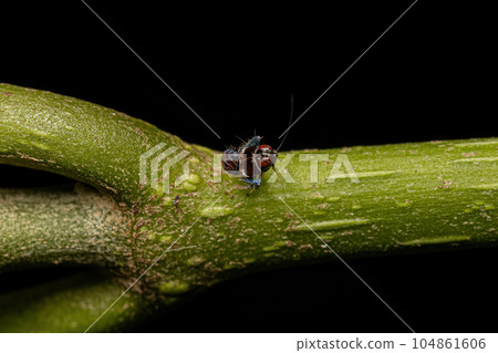 Typical Leafhopper Nymph 104861606