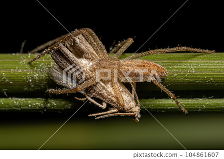 Adult Female Running Crab Spider 104861607