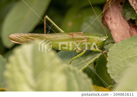 Adult Common Conehead Adult Common Conehead 104861611