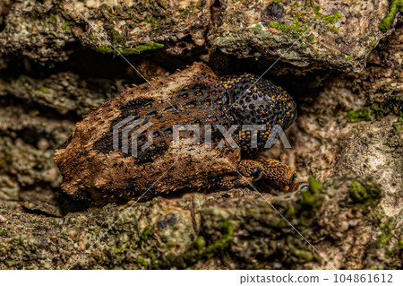 Adult True Weevil Adult True Weevil 104861612