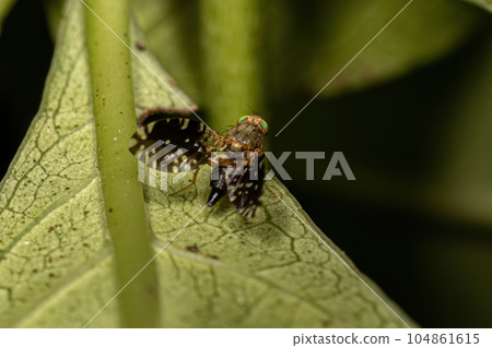 Adult Fruit Fly 104861615