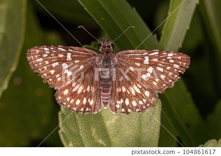 Adult Orcus Checkered-Skipper Moth Adult Orcus Checkered-Skipper Moth 104861617