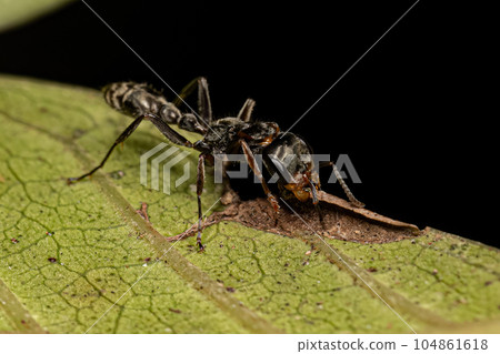 Adult Female Twig Ant Adult Female Twig Ant 104861618