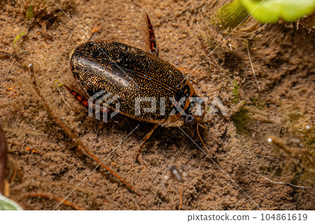 Adult Predaceous Diving Beetle 104861619