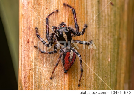 Adult Male Jumping Spider Adult Male Jumping Spider 104861620