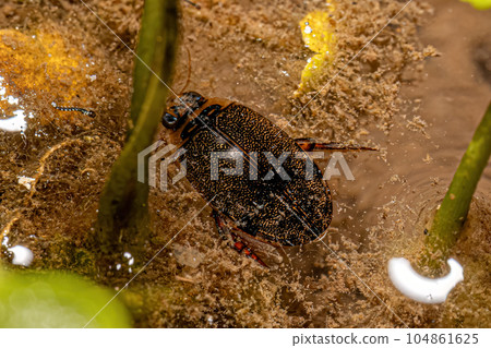 Adult Predaceous Diving Beetle Adult Predaceous Diving Beetle 104861625