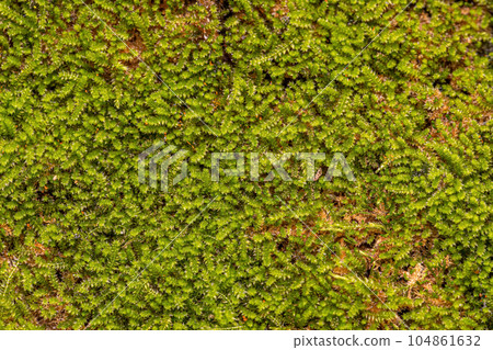 Green True Mosses 104861632