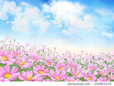 波斯菊領域和藍天 104861678