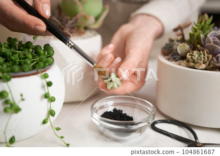 Woman brushing freshly cutted Echeveria Succulent house plant with a charcoal powder Woman brushing freshly cutted Echeveria Succulent house plant with a charcoal powder 104861687